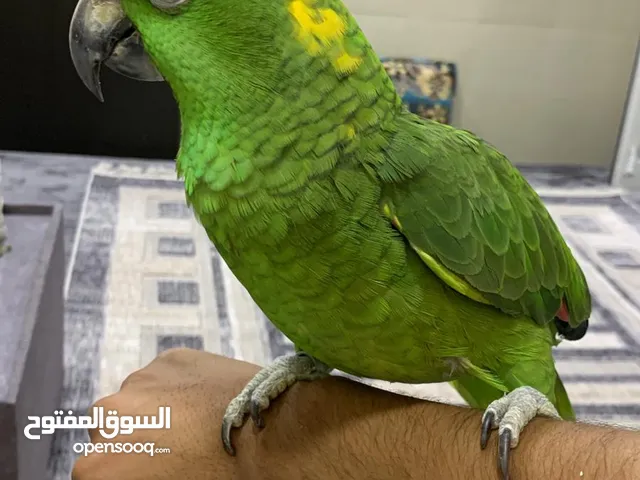 يوسف  احمد  بغباء للبيع