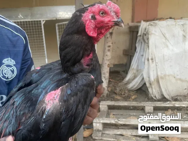 طير باكستاني