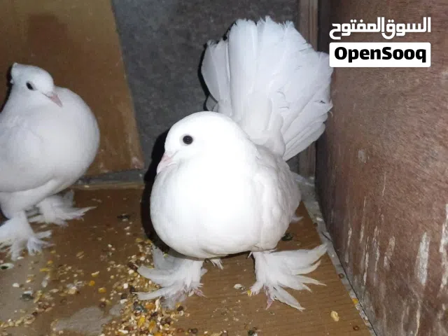 حمام زينه عرايس