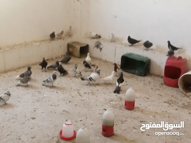 حمام العدد25