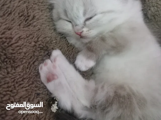 للتبني قطه