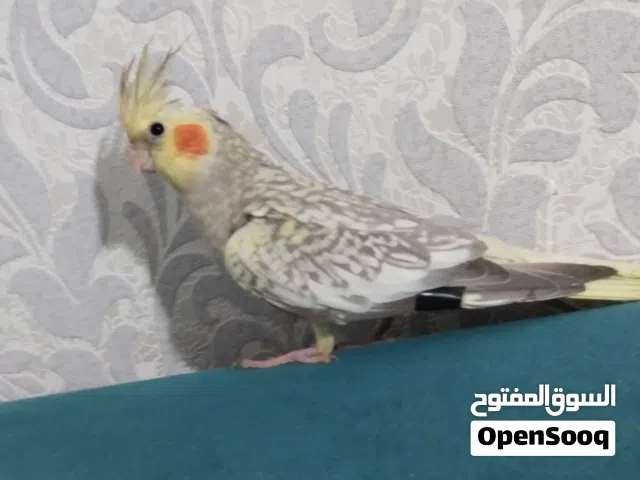 كوكتيل ايزابيل صحه ونظافه