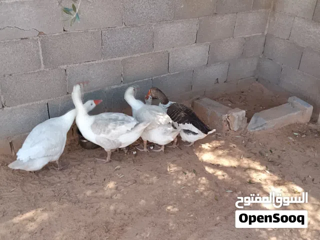 السلام عليكم  يوجد 5وزات للبيع  السعر علي الهاتف سعرهم ساوم