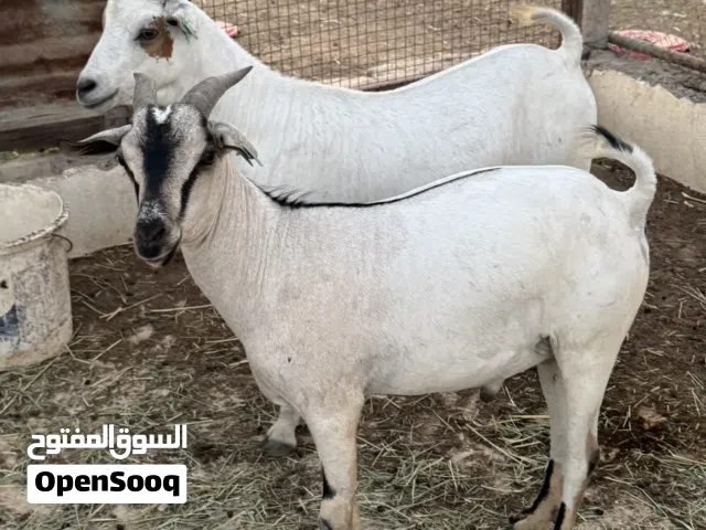 تيوسه صومالي