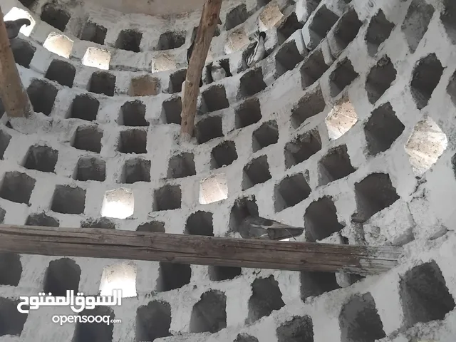 بنا ابراج وحضار الحمام