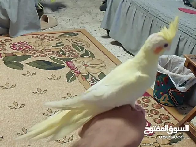 cocktail hand feeding