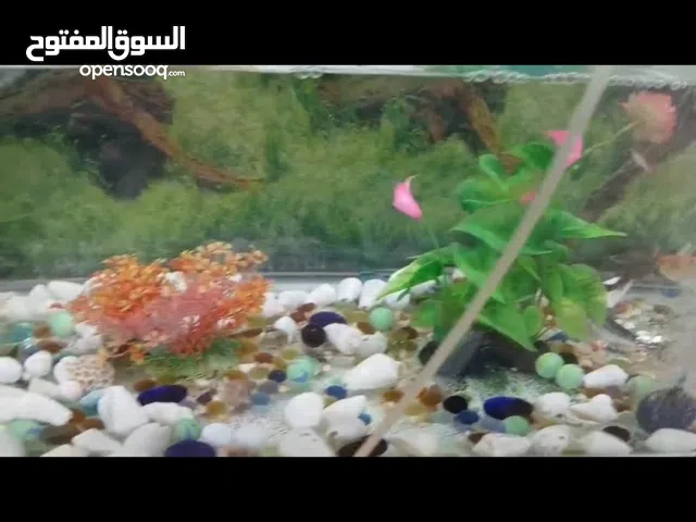 للبيع حوض اسماك