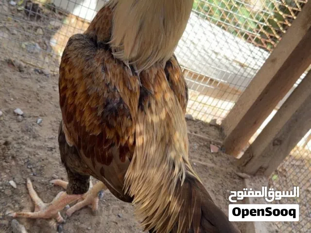 ديج باكستاني