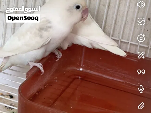 روز طيور لون ابيض نادر زوج