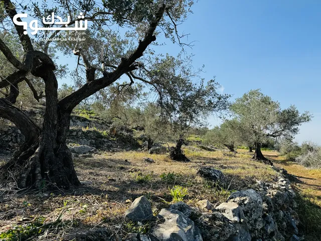 Commercial Land for Sale in Tulkarm Bal'a