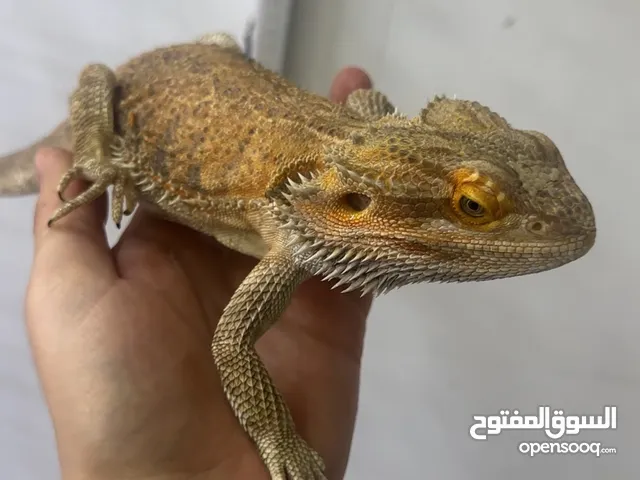 Bearded dragon female