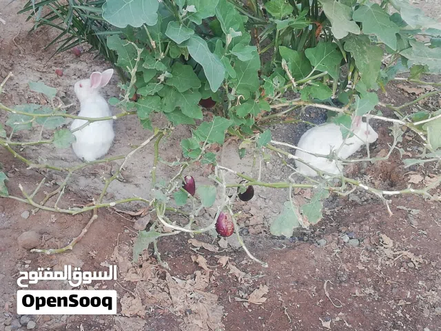 للبيع ارانب ذكر وانثى لون ابيض مع اولادهن