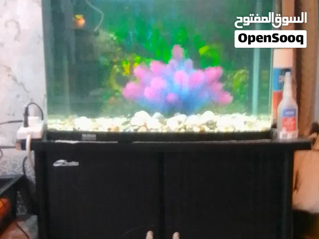 حوض سمك مع فلتر وطاوله خاصه به للبيع