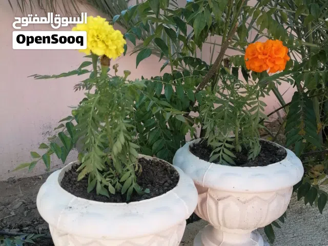 أصيص مع زهور طبيعية  وتتوفر صناعية