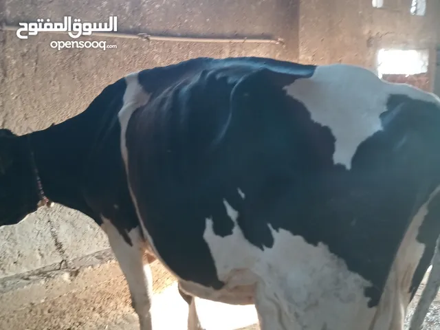 ابقار ضحايا للبيع