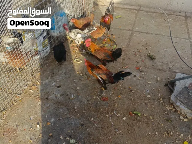 دجاج عرب للبيع