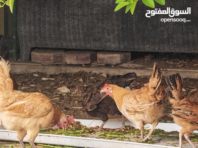 دجاج عربي تربية البيت