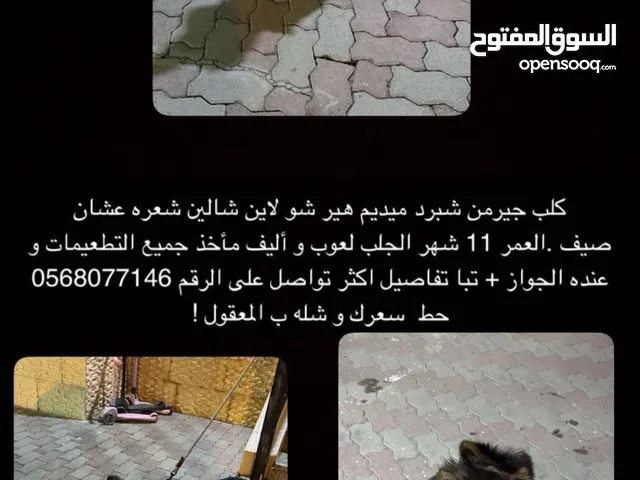 كلب جيرمن للببع