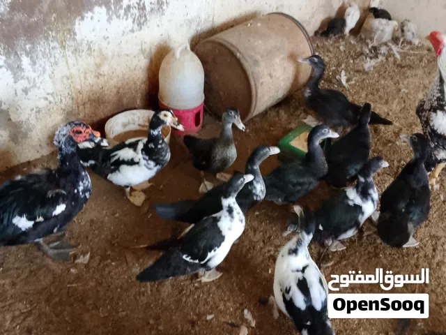 بط بلدي للبيع في اربد