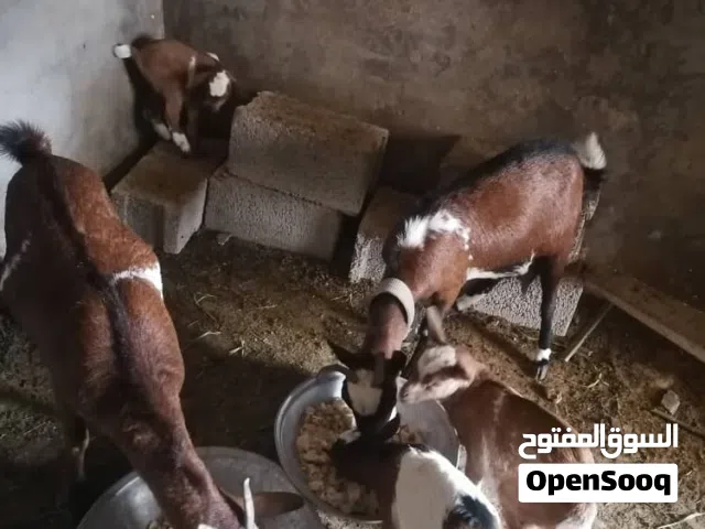 بيع ماعز كردي..