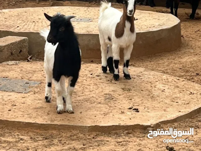 كوبيه كردي الله يبارك العناق عشره عز متكسب