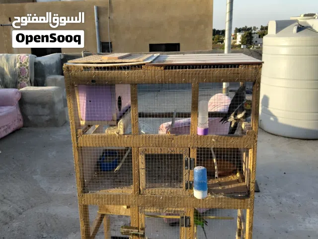 أقفاص عصافير