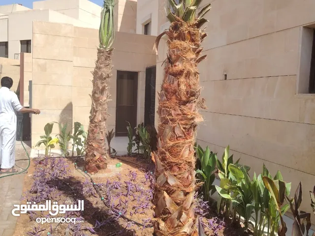 نخيل مثمرعربي وواشنطن للبيع