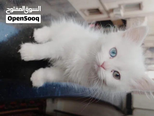 قط شيرازي شهرين ابيض بيور