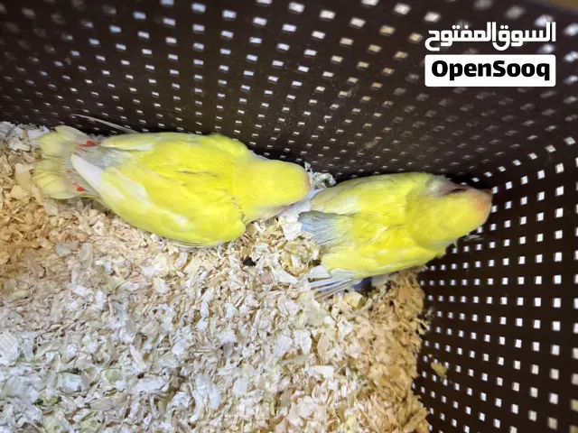 زوح فروخ تحت الام