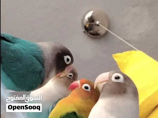 استسفراستستفر استسفراستستفر استسفراستستفر استسفراستستفر استسفراستستفر استسفراستستفر استسفراستستفر 00