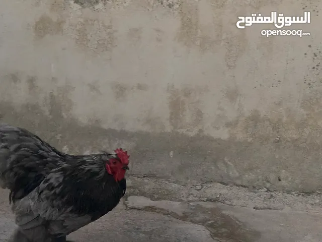 ديك براهمي