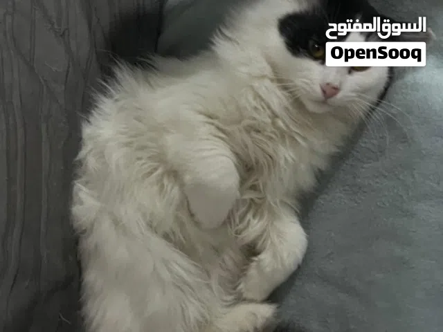 Persian cats for adoption male and female. Trained to litter box. Vaccinated and in good health