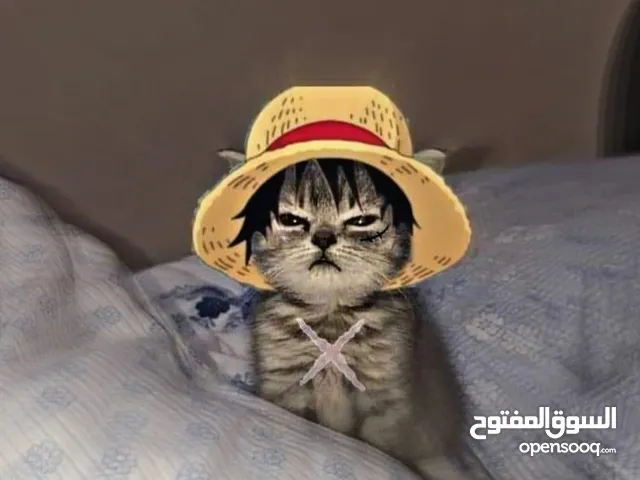 yahia Alshawabkeh