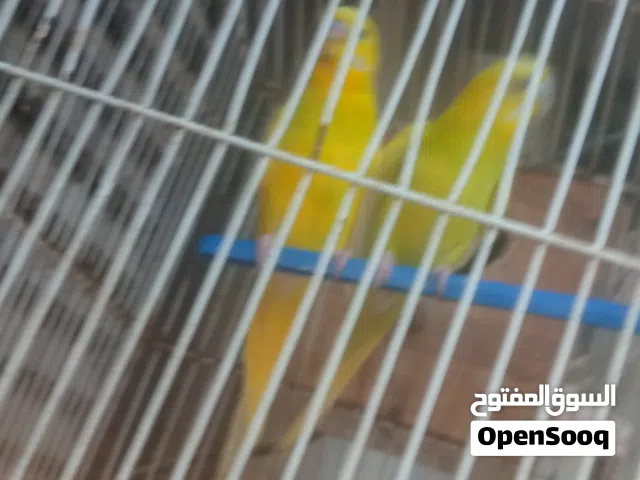 باقلينو للبيع