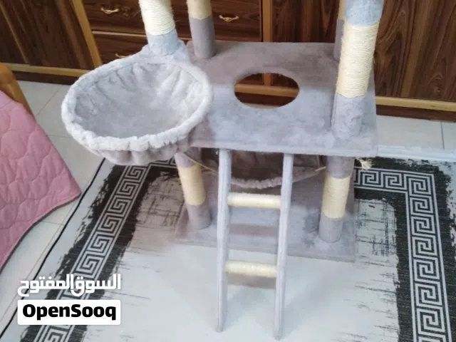 خداشة خداشة قطط للبيع