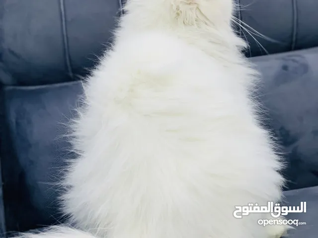 قطط للبيع الام مع بنتها