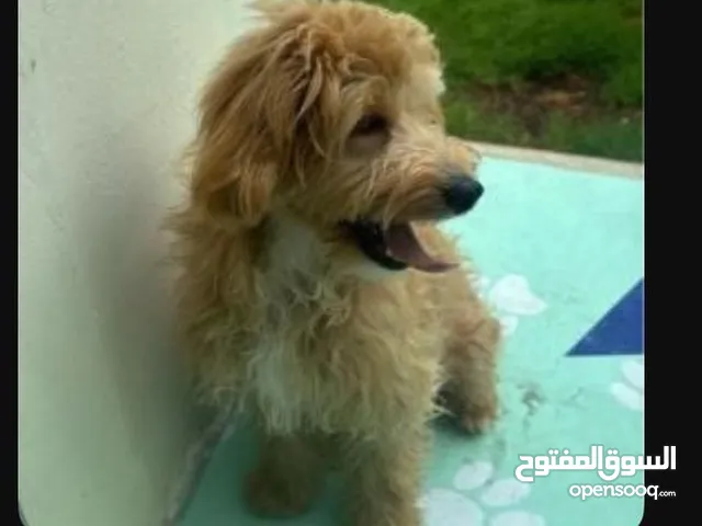 كلب بودل مطيع