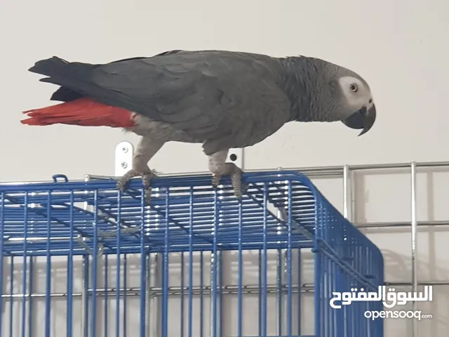 للبيع كاسكو يتكلم جمل جاي من السعوديه نهايته للصامل