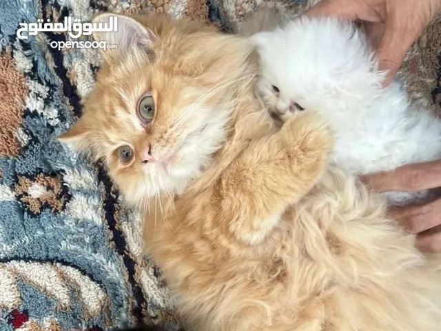 القطط مطعمين حاله جيده جدا كل أسبوع مرتين يشلو أضافرهم حرمه و ريال عندهم جواز الاثنين معا الجواز