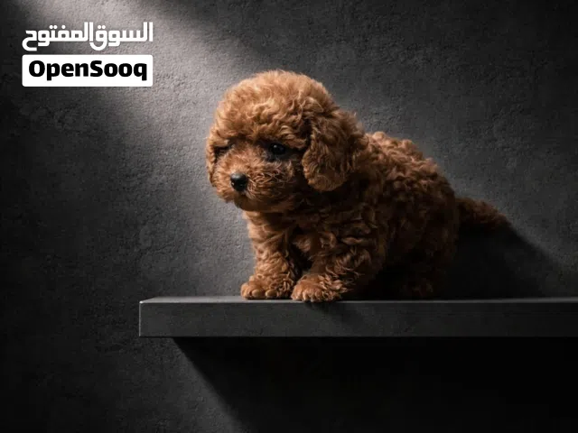 Toy Poodle