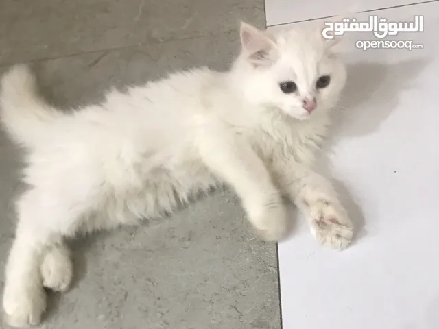 سنوره للبيع مع اكلها