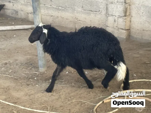 كبش ماشاءالله تبارك الله فول سمنهه
