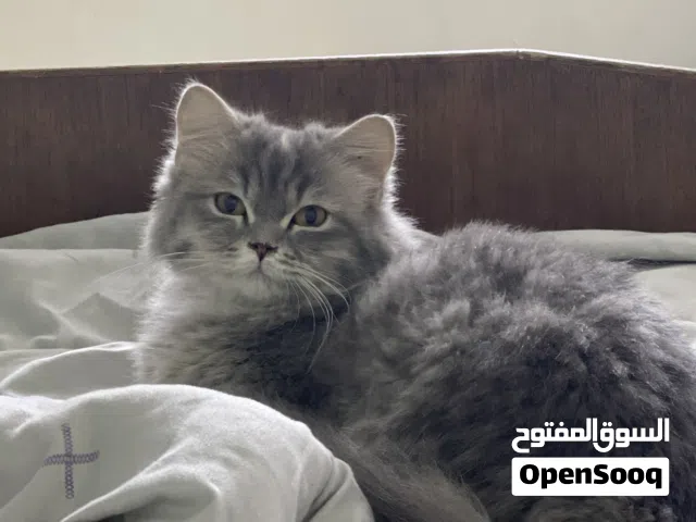 قطة او بزونة للبيع نثية