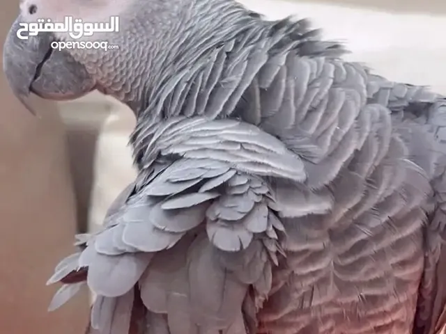 مطلوب كاسكو للشراء بسعر مناسب