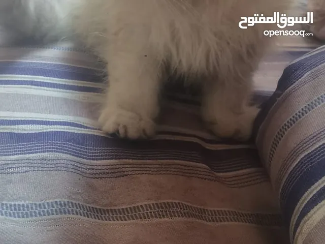 قط هملايا للبيع