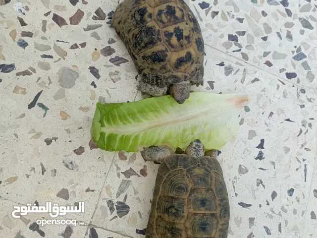جوز سلاحف يوناني للبيع إقراء الوصف