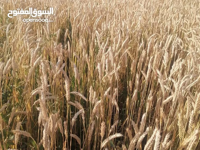 للبيع حب بر عماني إنتاج ولاية عبري