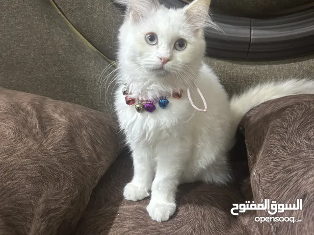 قطه ليلي للبيع نوع هملايا شيرازي سعر 60الف