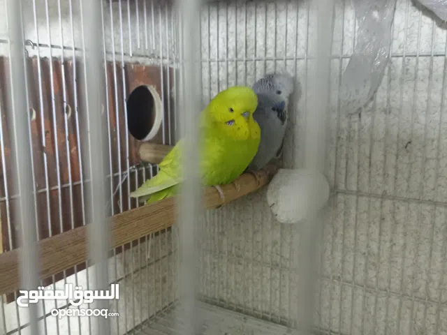 طيور حب انكليزي للبيع