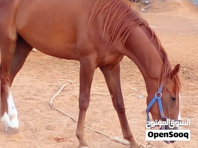 فرس للبيع ماشاء الله لاقوه الا بالله